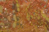 Colorful, Polished Petrified Wood (Araucarioxylon) - Arizona #371676-2